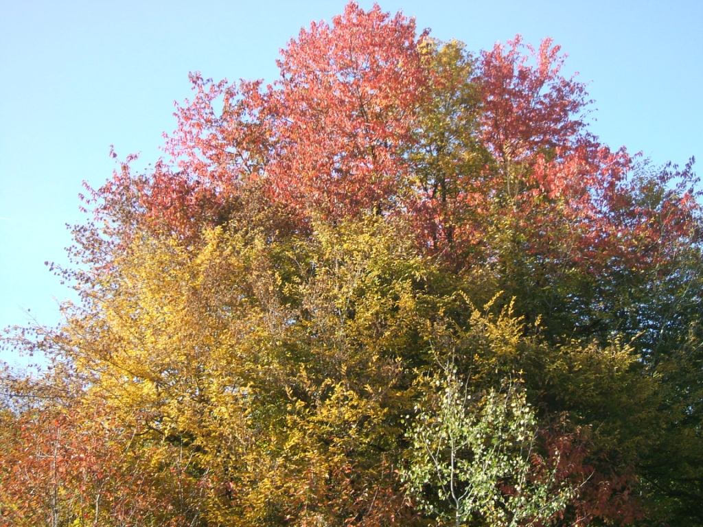 couleur d'automne